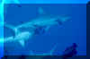 sharkfeeding6.jpg (12988 oCg)